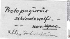 Etikett zuEopaguropsis schindewolfi (Fraaije et al., 2019) (NHMW-AFW-GEO-BACHMAYER-FOTO-1990-0041-2502)